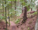 [09] Ein Waldweg